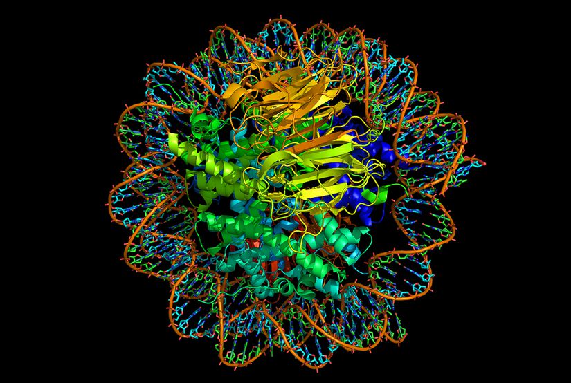 3D modelleme teknolojisi kullanarak tasarlanmış etrafında DNA sarmalı bulunan Histone proteinleri