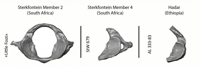 'Küçük Ayak' ile Güney Afrika'daki Sterkfontein ve Etiyopya'daki Hadar'da bulunan diğer iki Australopithecus'un  birinci servikal vertebraların  (ilk boyun omuru) karşılaştırılması. 'Küçük Ayak'a ait fosilin diğerlerine kıyasla neredeyse bozulmamış olduğu görülmektedir.