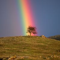  Rainbow Tree 