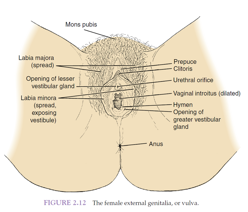 Kadınların dış genitalya anatomisi (vulva)