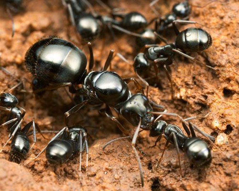 Görsel 5. Parazitler ve konakçıları sıklıkla yakın akrabadır. Örneğin bu karıncalar (Formica fusca) yaygın olarak aynı cins ya da yakın akraba cinsler tarafından köleleştirilir.