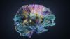 Beynin Hangi Özellikleri İnsan Zekası ile İlişkili Olabilir? Arayış Sürüyor!