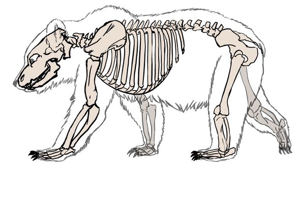 Arka bacakta uzun femur kemiği görülüyor. Bu kemik, diz kapağı ile birlikte tibia ve fibulaya bağlanıyor. Onlar da bilek kemikleri üzerinden çok sayıda metatarsala (ayak kemiklerine) bağlanıyor.