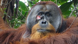 Yüzündeki Yarayı Ağrı Kesici Etkisi Olduğu Bilinen Bir Bitkiyle Tedavi Eden Orangutan Gözlendi!