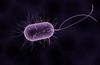 Evrimsel Süreç - 8: Koaservatlardan Bakterilerin Evrimi (3.8 - 2.7 Milyar Yıl Önce)