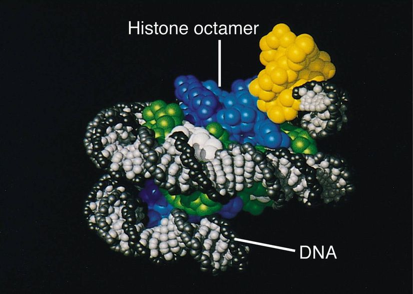 Histon proteinlerinin yapısı.