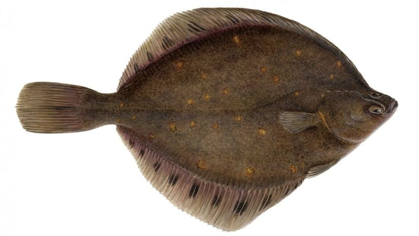 Dil balığı, Heteronectes gibi modern bir balıktır ve iki gözü de kafasının aynı tarafında bulunur.