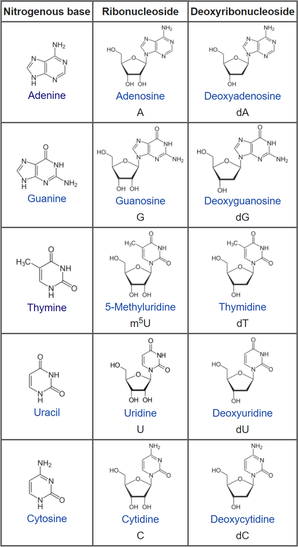 Azotlu Bazlar, Ribonükleositler, Deoksiribonükleositler...