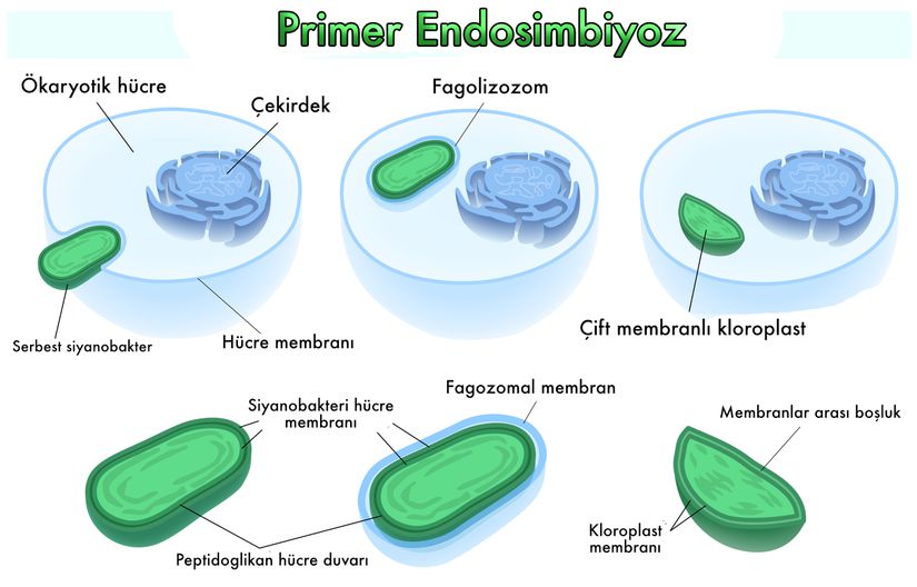 Primer endosimbiyoz teorisinin kabaca şematik görüntüsü.