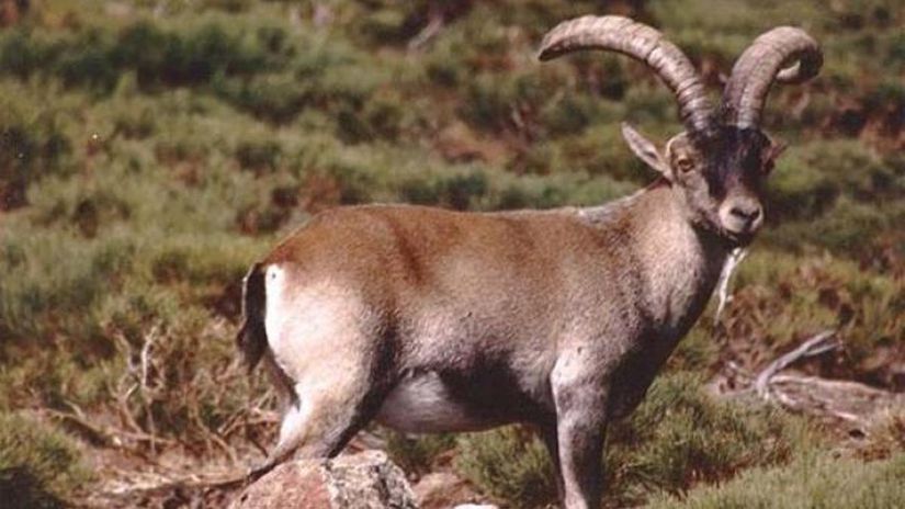 Ordesa'da 2000 yılında ölen Celia'nın güney Pirene dağlarındaki son yerli dağ keçisi olduğu düşünülüyordu.