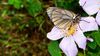 Alıç kelebeği (Aporia crataegi)