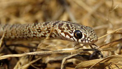 Hazer yılanı (Dolichophis caspius)