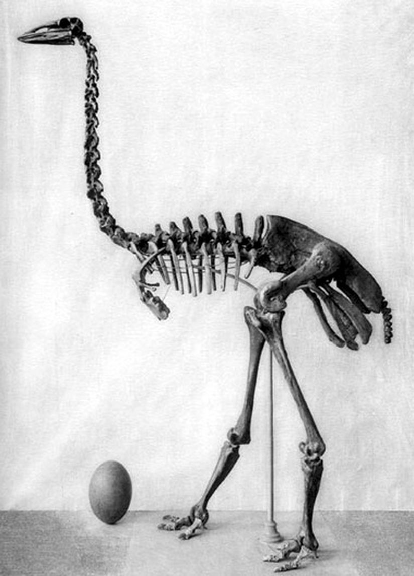 Aepyronis maximus iskeleti.