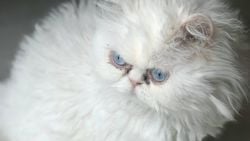 "Cins" Kedilerdeki Kalıtsal Problemler: Kedilerimizin Sağlığı İçin Bu Meraktan Vazgeçmeliyiz!