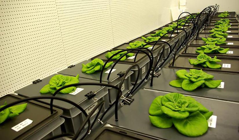 Uzayda tarım çalışmalarının yürütüldüğü Hollanda'daki bir laboratuvar