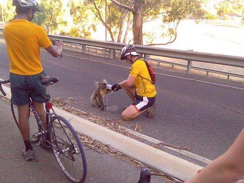 koalalar birbirleriyle ve wombatlarla bir arada