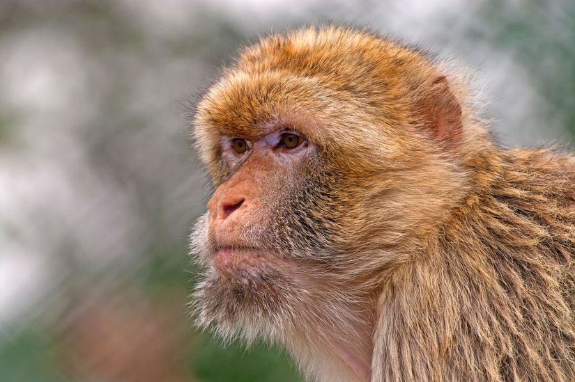 Bu fotoğraf, bir makak maymununu gösteriyor.