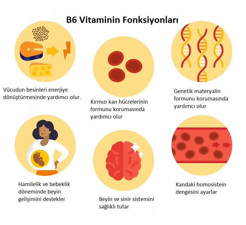 B6 vitaminin fonksiyonları.