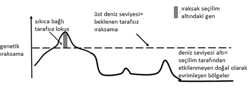 Genomik ıraksama adaları metaforunun şematik gösterimi (Turner ve arkadaşları, 2005).