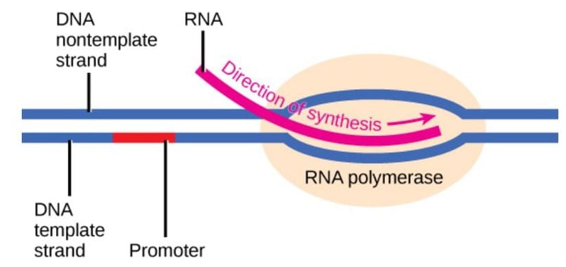 Şekil 2: Transkripsiyonun başlatılması, DNA çift sarmalı gevşetildiğinde başlar ve bir &quot;transkripsiyon balonu&quot; oluşturur. Transkripsiyon enzimleri ve diğer gerekli proteinler promotör diziye bağlanır.