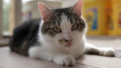 Klonlanmış İlk Evcil Hayvan Olan "CC" ("Carbon Copy") Kod İsimli Kedi, Donörü ile Tamamen Aynı mıydı?