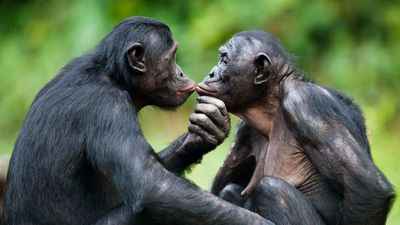 Aşkın Evriminin Psikolojik Temelleri: Aşk, Neden Evrimleşti?