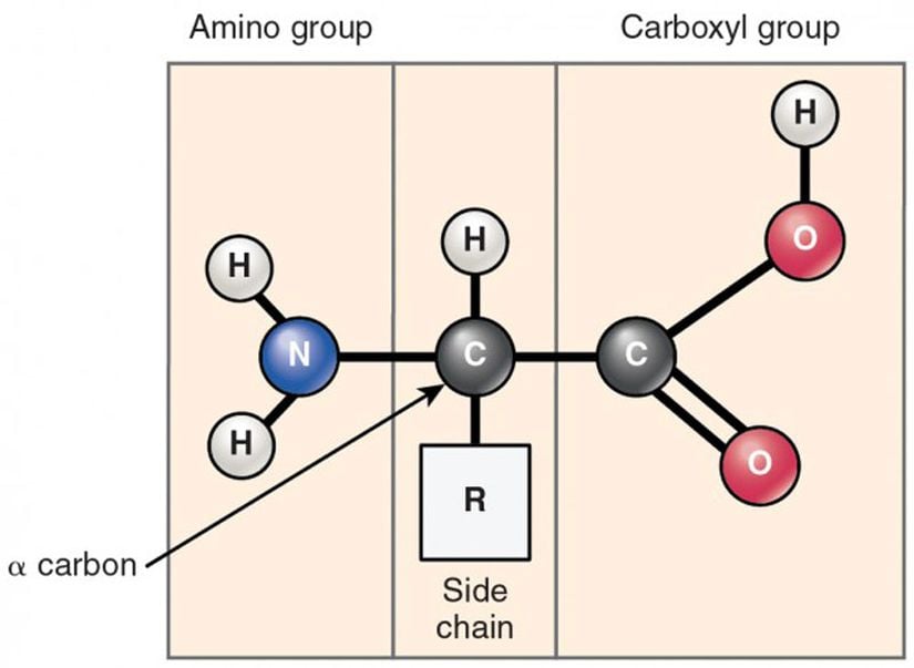 Bir aminoasidin yapısı
