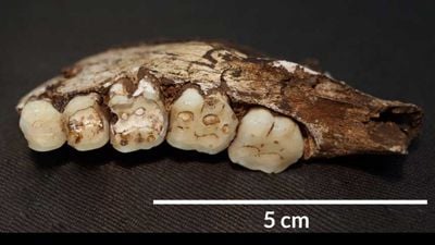 Homo naledi Dişlerindeki Çentikler Bize Ne Anlatıyor?