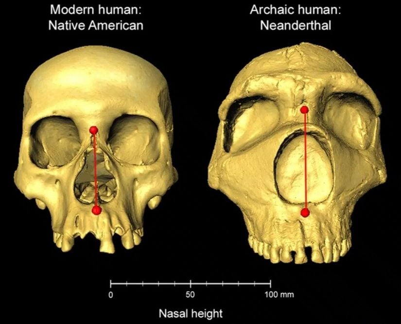 Burun yükseklikleri farklılık gösteren Homo Sapiens (sol) ve arkaik Neandertal (sağ) kafatasları yan yana.