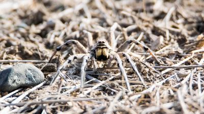 Dev kurt örümceği (Lycosa praegrandis)