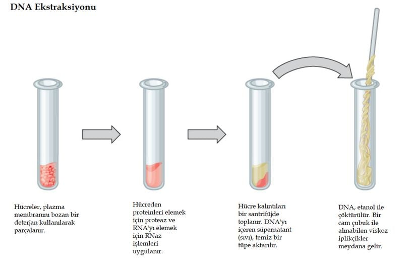 DNA ekstraksiyonunun temel yöntemi.