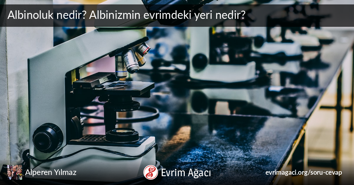 Albinoluk Nedir Albinizmin Evrimdeki Yeri Nedir Soru Cevap Evrim Agaci