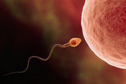 Spermlerin işleyişi dişi bireyler için nasıl uygun halde evrimleşebiliyor ?
