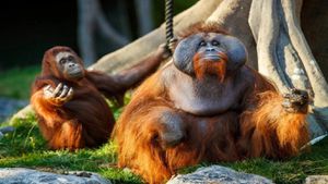 Breastfeeding Mothers Help New Orangutan Bond With Baby