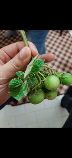 Dedemler köyde patates ekmişler. Yaprağı patates meyvesi domates olan bu bitki çıkmış. Bu neden olmuş olabilir?