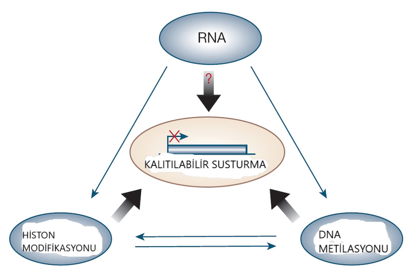 Görsel 1. Kalıtılabilir gen susturmasında RNA, histon modifikasyonu ve DNA metilasyonu arasındaki etkileşim.  Histon deasetilasyonu ve diğer modifikasyonlar, özellikle de histon kuyruklarında bulunan H3 histonu (H3-K9) artıkları içindeki lisin 9 metilasyonu, kromatin yoğunlaşmasına ve transkripsiyon başlangıcının önlenmesine neden olur. Histon modifikasyonları ayrıca DNA metiltransferaz enzimlerini çekerek sitozin metilasyonuna neden olur. Bu da, gen susturma ile ilgili bazı histon modifikasyon örüntülerinin daha sık yaşanmasıyla sonuçlanır. Maya mantarı ve bitkiler üzerinde yapılan deneyler, heterokromatik durumlar ve gen susturma süreçlerinde RNA müdahalesinin rolünü açıkça göstermektedir. Bu nedenle, daha üst düzey organizmalarda kalıtsal inaktifliğin RNA tarafından tetiklenmesinin bir rolü olabilir. Görsel Kaynağı: Egger, G. Epigenetics in human disease and prospects for epigenetic therapy. Nature 429, 457 (2004).