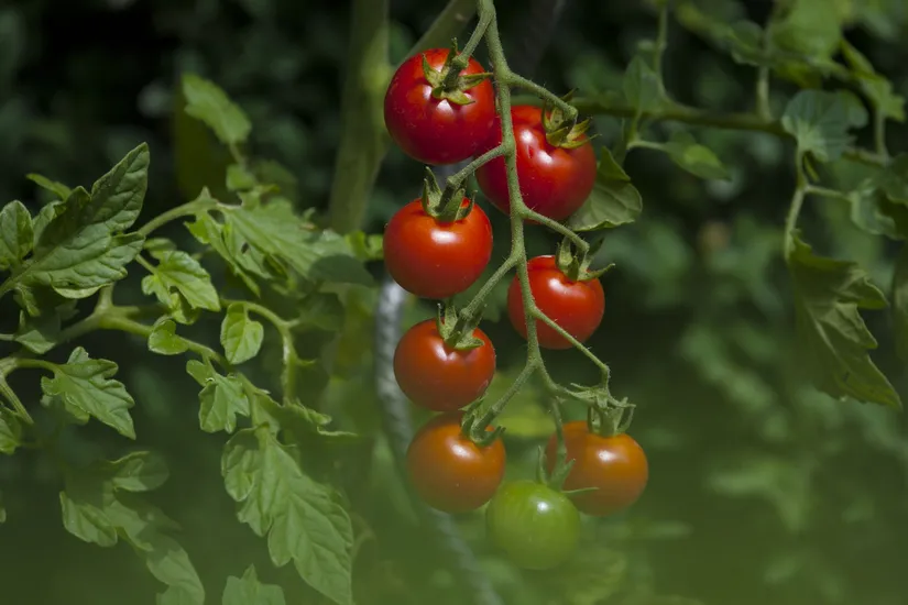 Genetiği düzenlenmiş domatesler