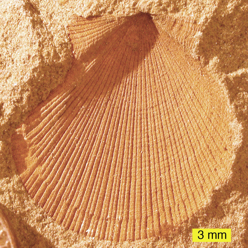ABD'nin Ohio eyaletinden çıkarılmış, 358-323 milyon yıl öncesine ait bir Aviculopecten subcardiformis türü kabuklunun iç kalıbı.
