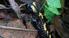 Lekeli semender (Salamandra infraimmaculata)