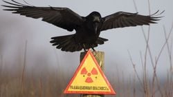 Kuşlar, Çernobil'deki Radyasyona Ayak Uyduruyor!