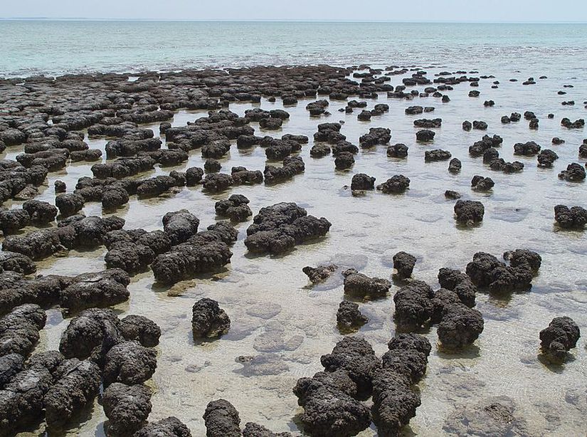 Batı Avustralya'daki Shark Bay'deki stromatolitler. Erken Dünya stromatolitlerine benzer özellikler gösterirler.