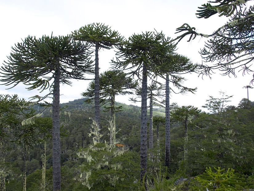 Maymun Çıkmaz Ağaçları (“Cordillera de Nahuelbuta, Şili”)