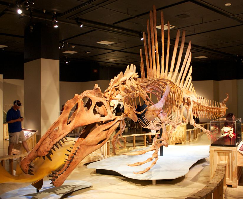 Bir Spinosaurus iskeleti.