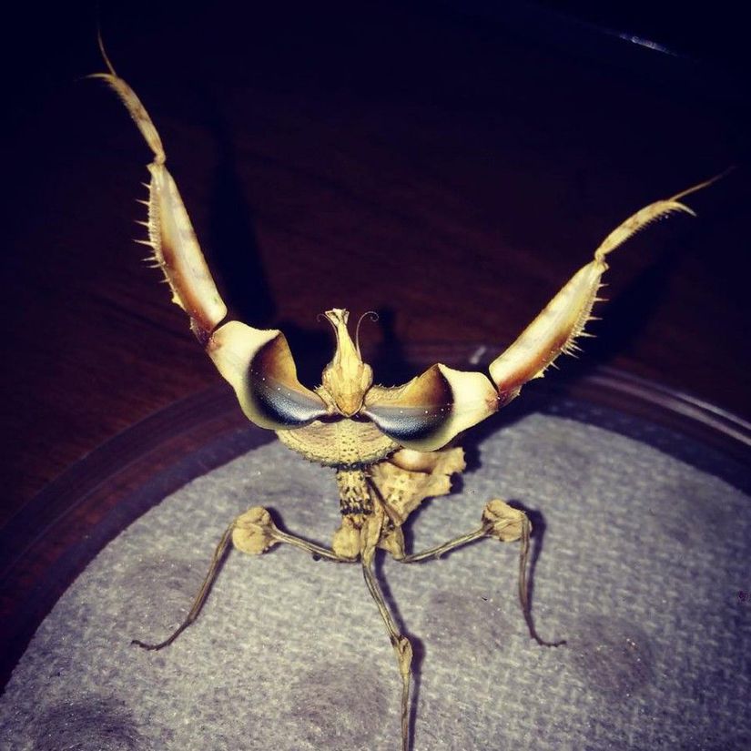 Bu gördüğünüz, Idolomantis diabolica türü bir mantis (peygamber devesi). Halk arasında