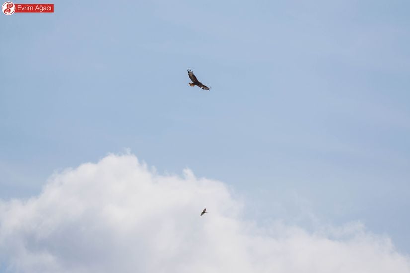 Yukarıda kızıl şahin (Buteo rufinus) ve aşağıda kerkenez (Falco tinnunculus) dansı.