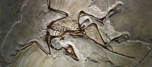 Dinozorlardan Kuşlara Evrimin En Net Örneklerinden Birisi: Archaeopteryx