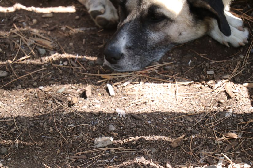 ODTÜ'nün meşhur köpekleri bile uyurken sigara izmaritlerine burunlarını dayamak zorunda kalıyor.