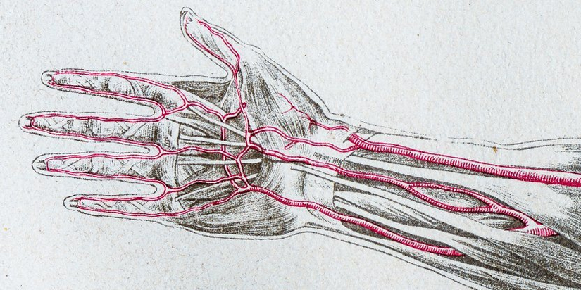 Ön kolda bulunan 3 ana damar; bunlardan ortadakine "ortanca damar" adı veriliyor.