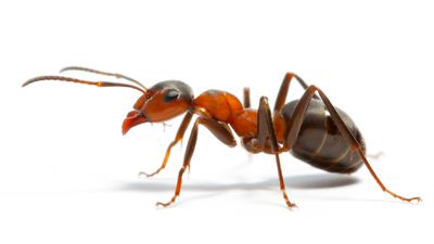 Bir Süperbilgisayar, Karıncaların Güçlü Boyunlarının Biyomekaniğini Çözdü!