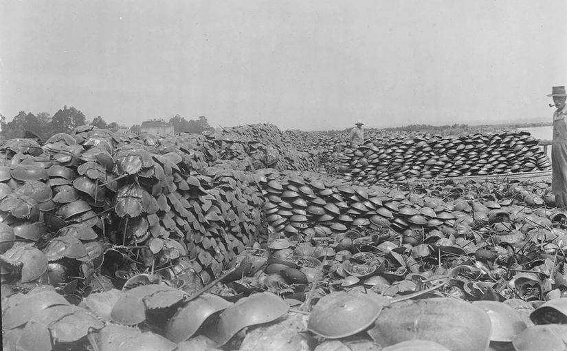 Gübre üretimi için hasat edilmiş at nalı yengeçleri, 1928
